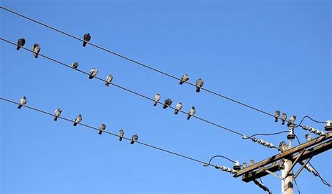 why can birds sit on electric lines